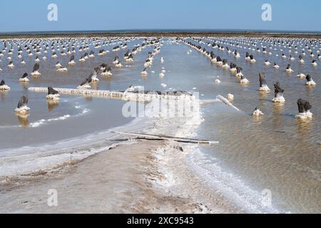 Remains of old wooden platforms for salt extraction on salt lake Baskunchak on a sunny May day. Astrakhan region, Russia Stock Photo