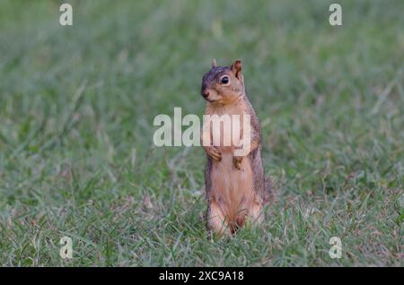 Eastern Fox Squirrel, Sciurus niger Stock Photo