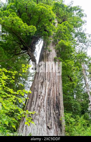 Looking up of The Big Tree Wayside in Prairie Creek Redwoods State Park in Redwood National Park, Orick, California. Stock Photo
