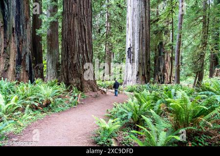 Orick, California, USA - June 13, 2023: A tourist  walking in Prairie Creek Redwoods State Park in Redwood National Park. Orick, California. Stock Photo