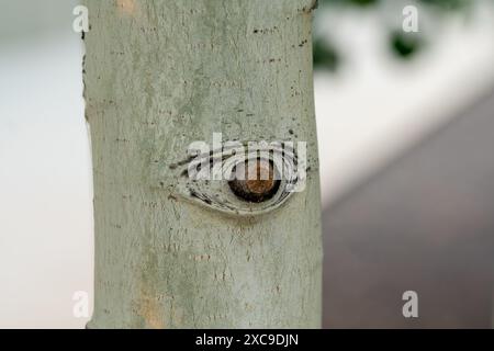 Close up of the aspen tree trunk with an eye. Stock Photo
