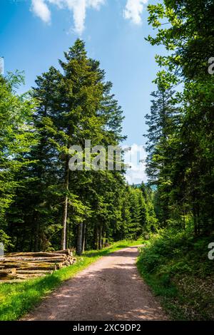 Germany, Black forest schwarzwald nature landscape hiking trail through green forest in summer with sun alongside many tree trunks Stock Photo