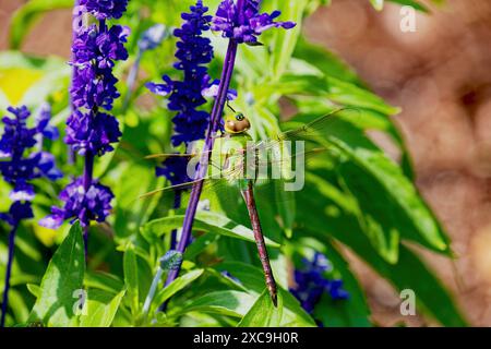 The green darner or common green darner (Anax junius)  Dragonflies perched on the flowers Stock Photo