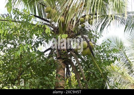 A coconut tree that is young and has clusters of coconuts on it. Nearby, there are cinnamon plants that were grown for inter-cropping purpose Stock Photo