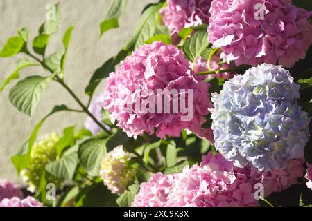 A bush with lush spherical pink and blue hydrangea inflorescences - summer in the garden. Stock Photo