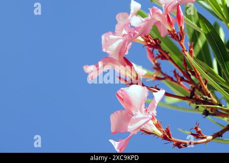 Soft pink oleander flowers photographed close up against a blue sky. Nature on the coast of Montenegro in summer. Stock Photo