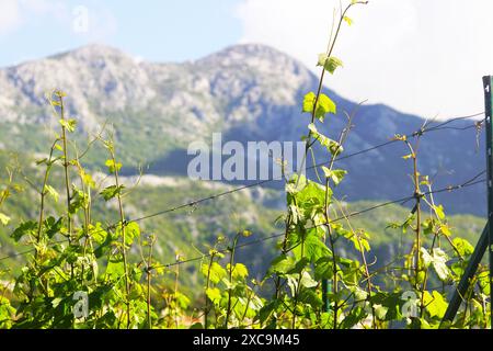 Branches of a grapevine with young green leaves against a background of mountains. Spring in the vineyard. Stock Photo