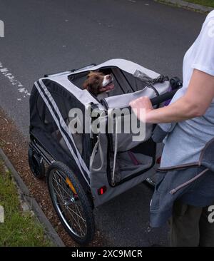 An English springer spaniel in a dog push chair buggy taken for a walk as part of a recuperation process not being able to walk with a lead. Stock Photo