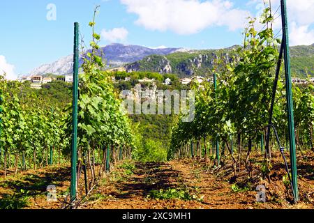 Rows of young grapevines with fresh green leaves. Growing grapes on the Montenegrin coast - a vineyard on a hill against the backdrop of mountains Stock Photo