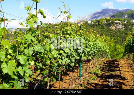 Rows of young grapevines with fresh green leaves. Growing grapes on the Montenegrin coast - a vineyard on a hill against the backdrop of mountains Stock Photo