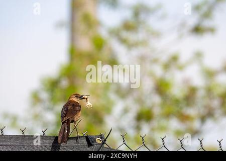 Black bird with a freshn kill in his beak on a fence in South Florida. Stock Photo