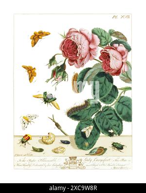 Colorful vintage botanical illustration of pink rose with different kinds of insects from The Aurelian or natural history of English insects (1766) by Stock Photo