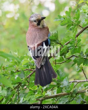 A Jay (Garrulus glandarius) in Gloucestershire UK Stock Photo