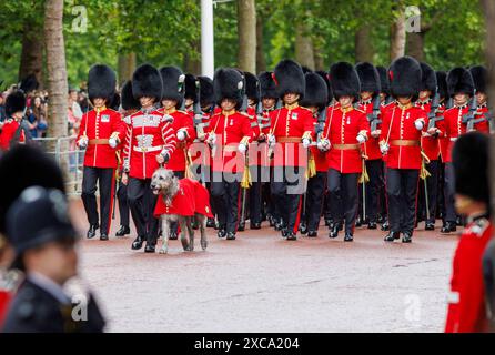 London, UK. 15th June 2024. 15th June 2024 Seamus ithe Irish Wolfhound, officially called Turlough M-r after an ancient Irish King with the Regimental Band of the Irish Guards. Trooping the Colour has marked the official birthday of the British Sovereign for over 260 years. Over 1400 parading soldiers, 200 horses and 400 musicians parade in a great display of military precision, horsemanship and fanfare. The streets were lined with crowds waving flags as the parade moved from Buckingham Palace and down The Mall to Horse Guard's Parade, alongside Members of the Royal Family on horseback and in  Stock Photo