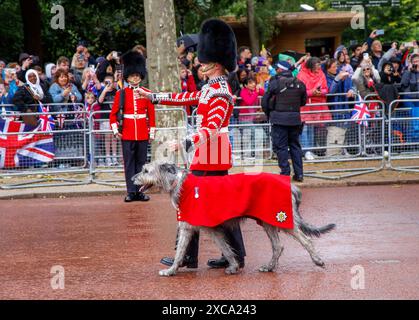 London, UK. 15th June 2024. 15th June 2024 Seamus ithe Irish Wolfhound, officially called Turlough M-r after an ancient Irish King with the Regimental Band of the Irish Guards. Trooping the Colour has marked the official birthday of the British Sovereign for over 260 years. Over 1400 parading soldiers, 200 horses and 400 musicians parade in a great display of military precision, horsemanship and fanfare. The streets were lined with crowds waving flags as the parade moved from Buckingham Palace and down The Mall to Horse Guard's Parade, alongside Members of the Royal Family on horseback and in  Stock Photo