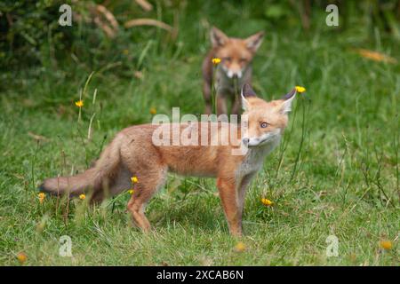London, UK. UK weather, 14 June 2024, London: As unseasonably cold and wet weather continues, a sunny afternoon in Clapham brings out a family of foxes to play. Five cubs were born in late March and are being raised by both parents and an extra adult female. Credit: Anna Watson/Alamy Live News Stock Photo