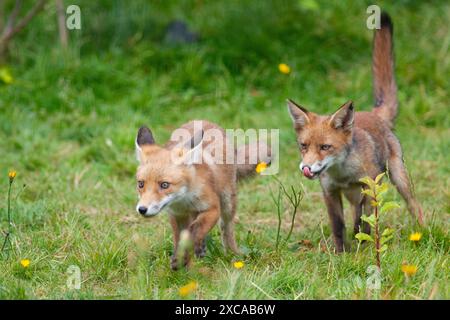 London, UK. UK weather, 14 June 2024, London: As unseasonably cold and wet weather continues, a sunny afternoon in Clapham brings out a family of foxes to play. Five cubs were born in late March and are being raised by both parents and an extra adult female. Credit: Anna Watson/Alamy Live News Stock Photo