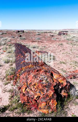 Petrified tree trunk laying on the desert Stock Photo
