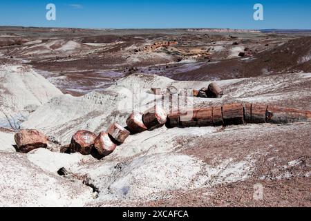 Desert and fossilized trees in petrified forest national park Stock Photo