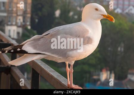 England, Kent, Folkestone, Seagull Stock Photo