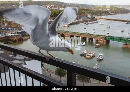 England, Kent, Folkestone, Seagull and Folkestone Harbour Stock Photo