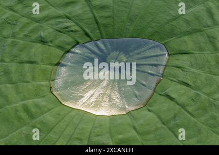 A puddle of water in the center of a leaf of the yellow lotus (Nelumbo lutea), Houston area, Texas, USA. Stock Photo