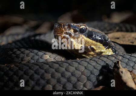 Cottonmouth, also known as water moccasin (Agkistrodon piscivorus) close-up, Houston area, Texas, USA. Stock Photo