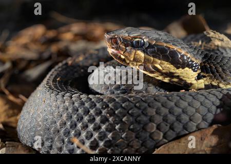 Cottonmouth, also known as water moccasin (Agkistrodon piscivorus) close-up, Houston area, Texas, USA. Stock Photo