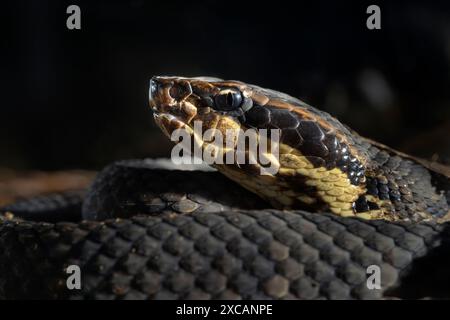 Cottonmouth, also known as water moccasin (Agkistrodon piscivorus) at night, Houston area, Texas, USA. Stock Photo