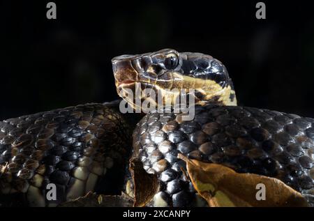 Cottonmouth, also known as water moccasin (Agkistrodon piscivorus) at night, Houston area, Texas, USA. Stock Photo