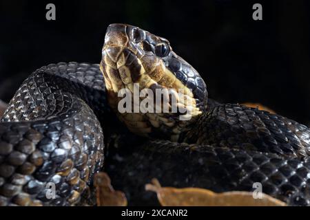 Cottonmouth, also known as water moccasin (Agkistrodon piscivorus) at night, Houston area, Texas, USA. Stock Photo