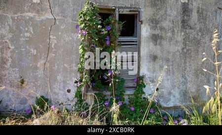 Window in a crumbling wall overgrown with ivy and purple flowers, feeling of abandonment and decay, Lost Place, World War II bunker, barrack Stock Photo