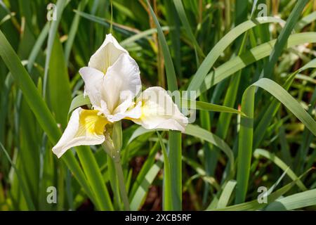 'Snow Queen' Siberian Iris, Strandiris (Iris sibirica) Stock Photo