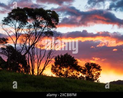 Dramatic pink orange grey storm clouds cell, brightly back lit from the sun shining, gum trees silhouetted in front on grassy hill Stock Photo