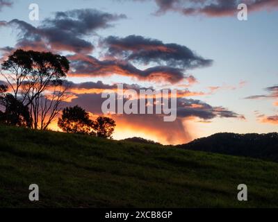 Dramatic pink orange grey storm clouds cell, brightly back lit from the sun shining, gum trees silhouetted in front on grassy hill Stock Photo