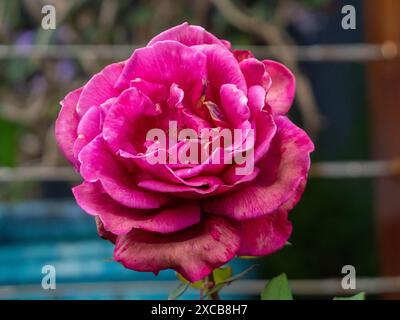 A red rose towards the end of its bloom, petals Browining and fading to pink purple, curling at edges Stock Photo