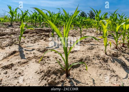 Young corn plant lined up in field under blue sky Stock Photo
