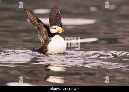 A puffin flapping its wings while floating on water with a blurred background Stock Photo