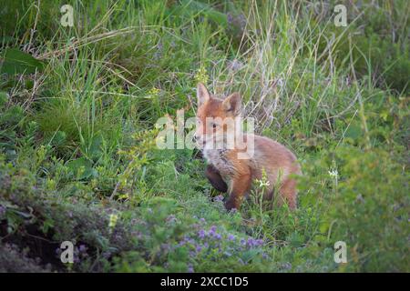 cute red fox cub on natural meadow near the den (Vulpes vulpes), image taken in natural habitat Stock Photo