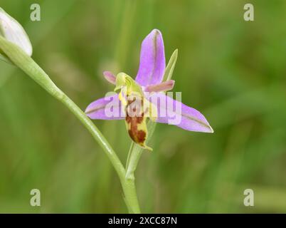 Wasp Orchid - Ophrys apifera var. trollii Stock Photo