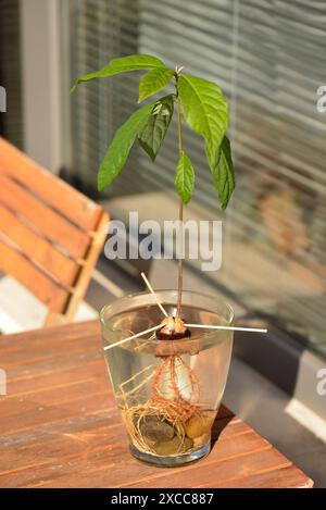 Avocado young homegrown plant growing outdoors in plastic pot on apartment balcony Stock Photo