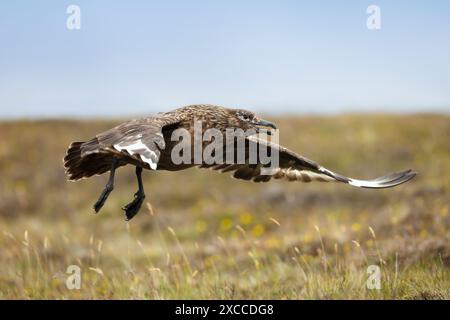 Close-up of a great skua in flight Stock Photo