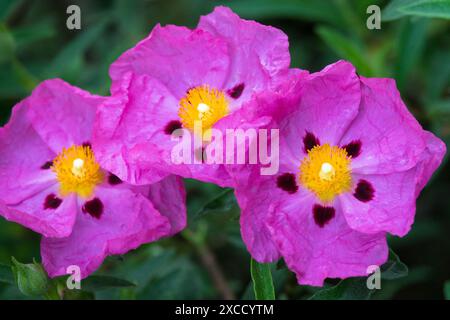 Purple-Flowered Rockrose Cistus x purpureus, Orchid Rock Rose Stock Photo