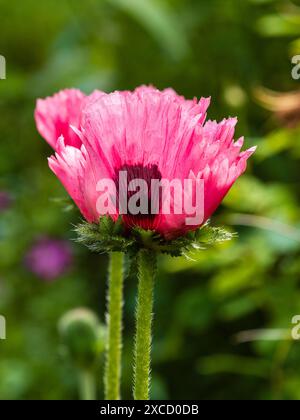 Backlit early summer bloom of the hardy perennial oriental poppy, Papaver orientale 'Bolero' Stock Photo