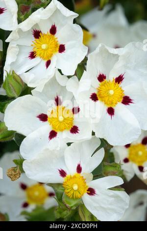 Cyprus Sun Rose Cypriot Rockrose, Common Gum Cistus x cyprius, White flowers Stock Photo