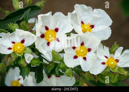 Cyprus Sun Rose Cypriot Rockrose, Common Gum Cistus x cyprius, White flowers Stock Photo