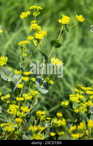 Hares Ear Bupleurum rotundifolium 'Griffiti' Stock Photo