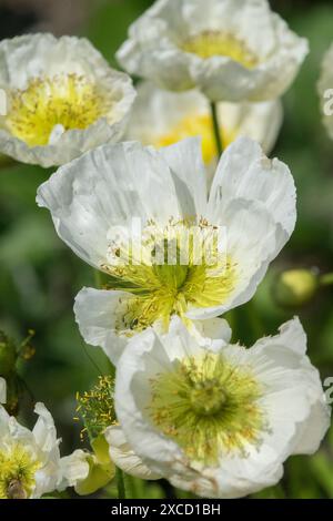 Iceland Poppy Papaver nudicaule 'Champagne Bubbles White' Stock Photo