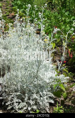 Common Ragwort, Dusty Miller Jacobaea maritima 'Silver Dust' syn Senecio cineraria 'Silverdust' Garden Plant Plants Perennial Perennials Herbaceous Stock Photo