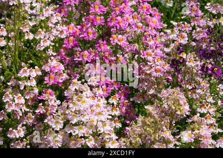 Poor Mans Orchid Schizanthus, Garden Annual Flowers Stock Photo